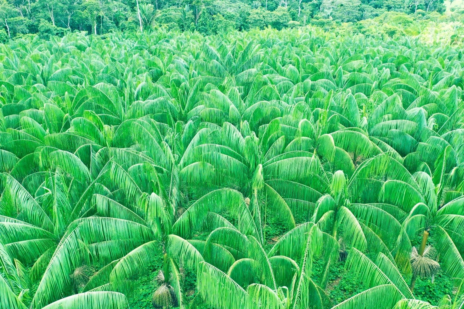 Cultivo de açaí nativo